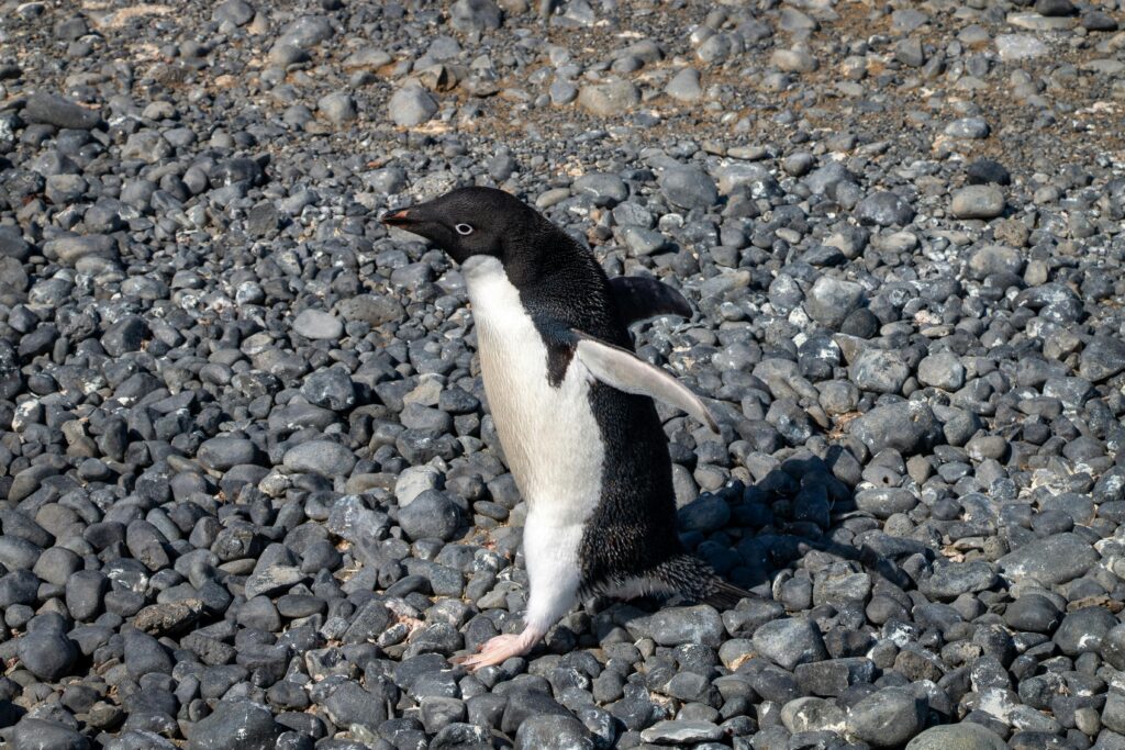 Adélie Penguin