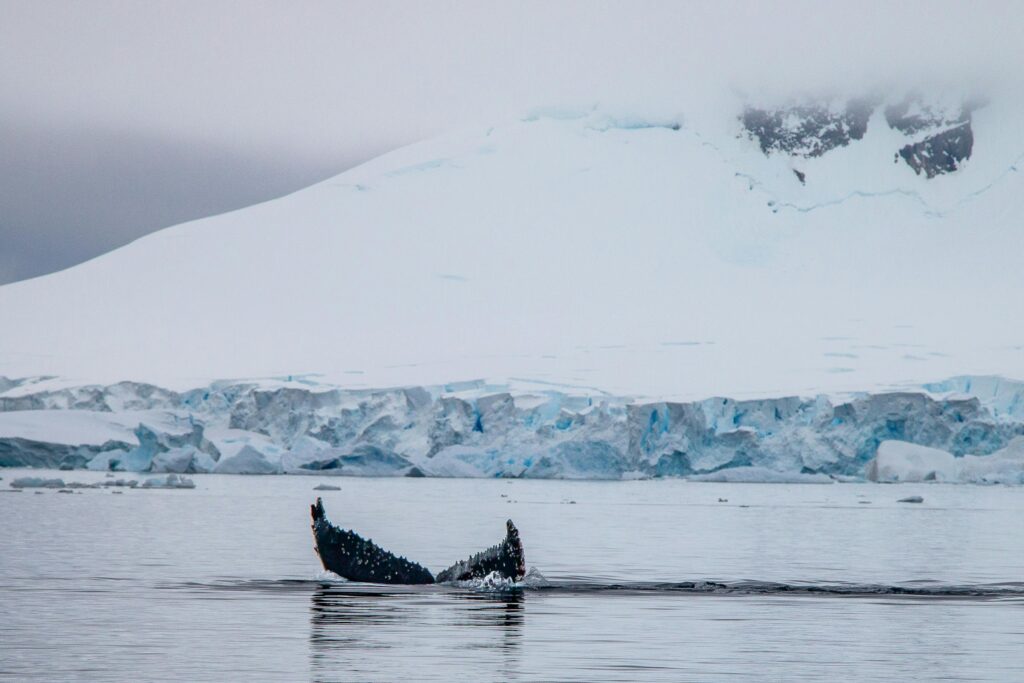 Humpback whale tail breaching the water in Wilhelmina Bay.