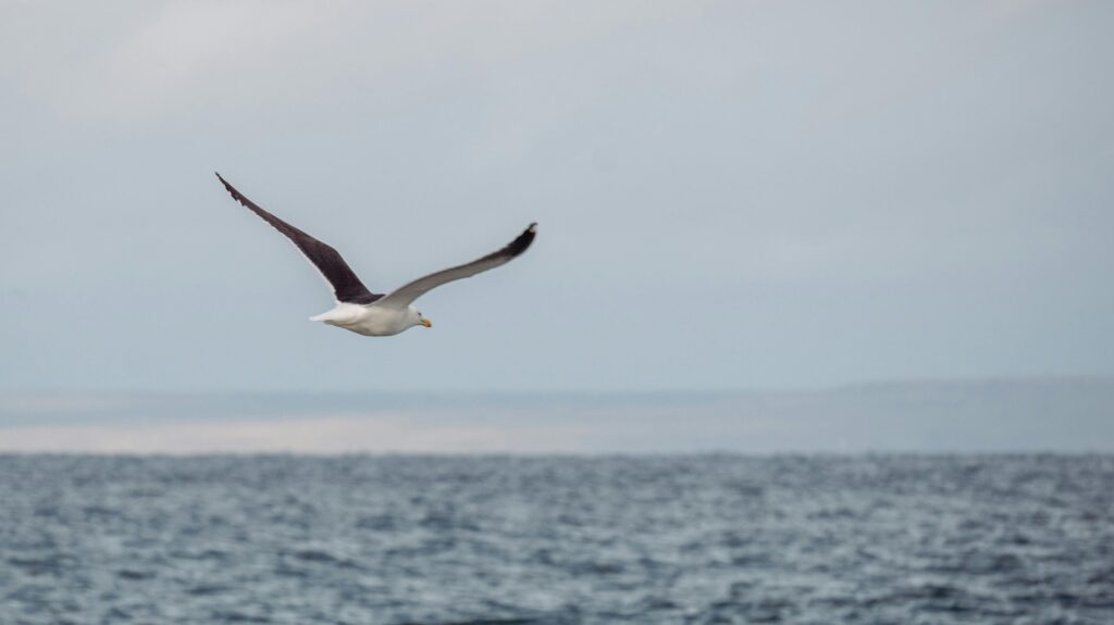 Wandering Albatross