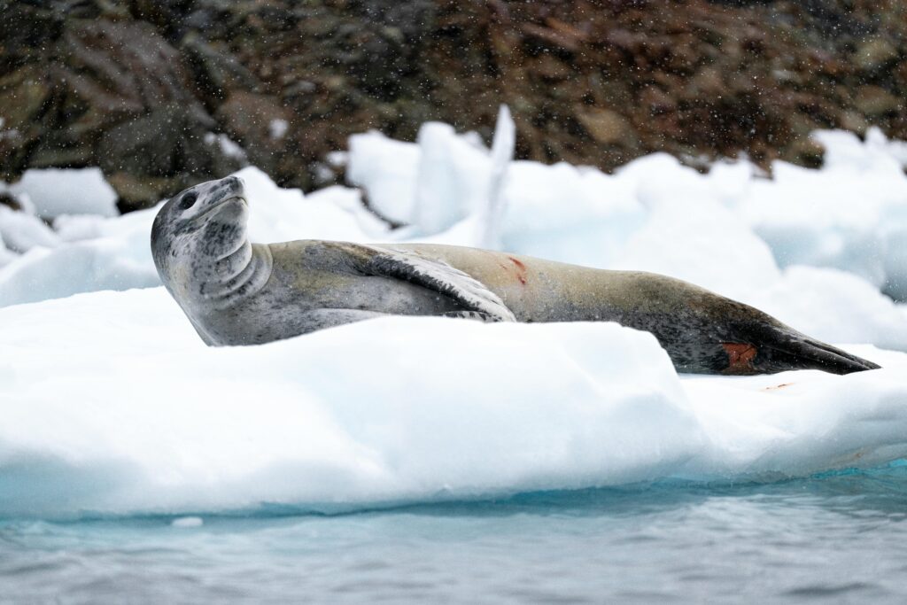 Leopard Seal