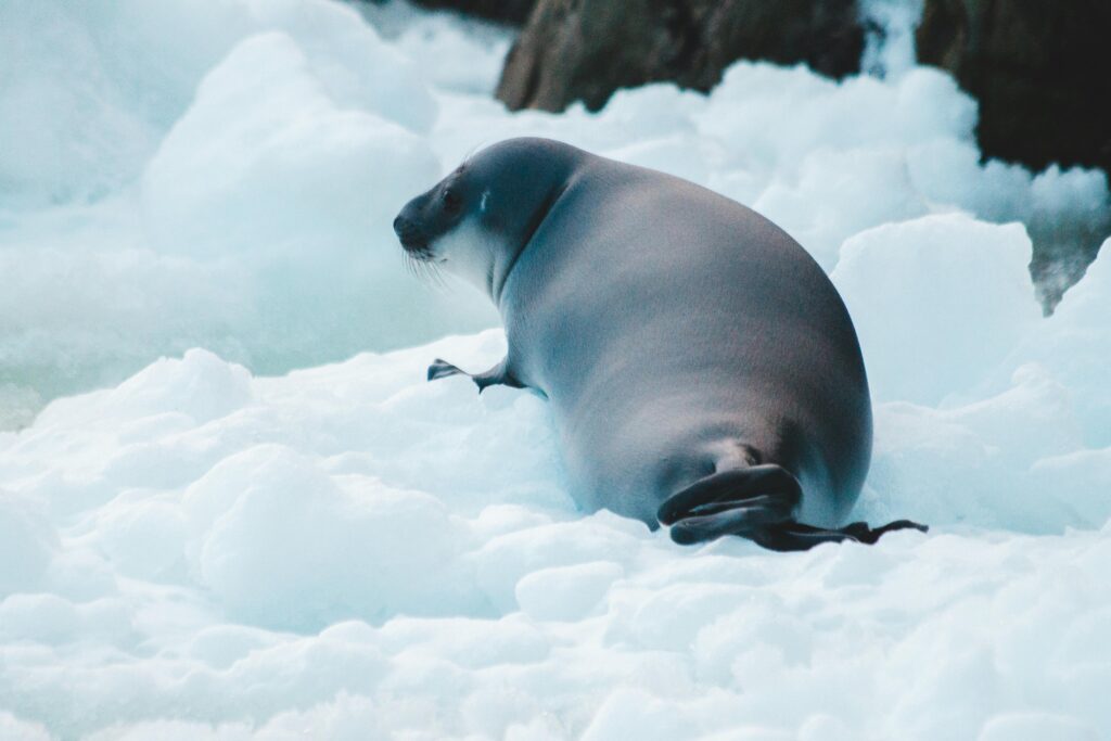 Crabeater Seal