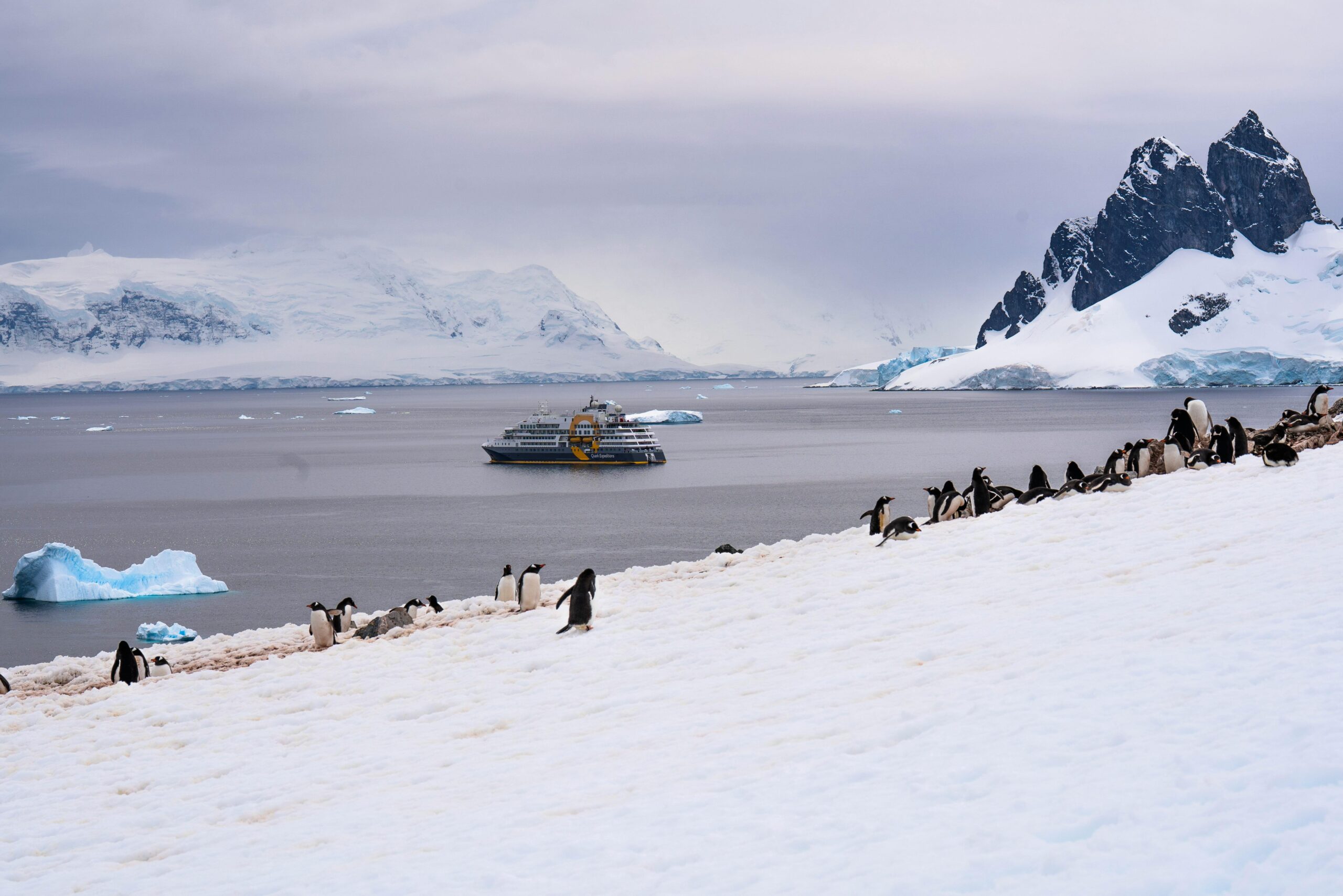 Thousands of Gentoo penguins nesting on the rocky slopes of Cuverville Island.