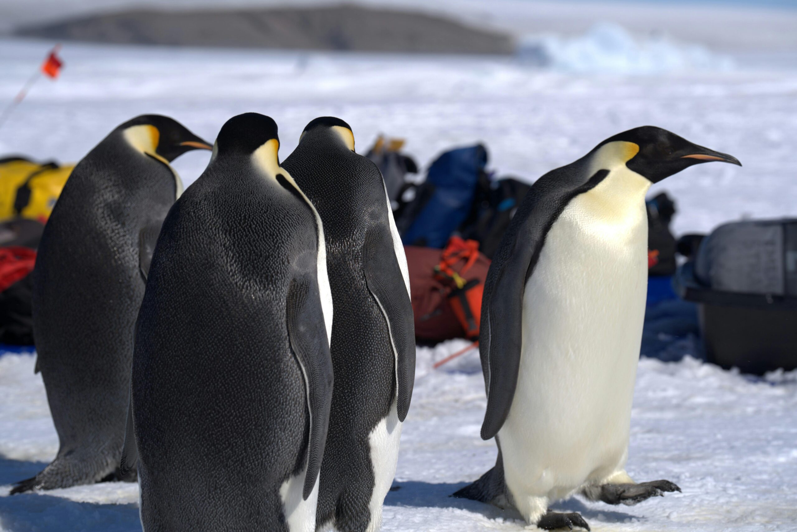 Emperor Penguin