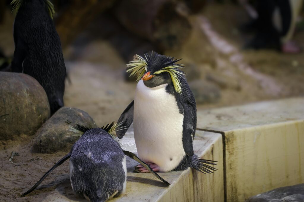 Macaroni Penguin