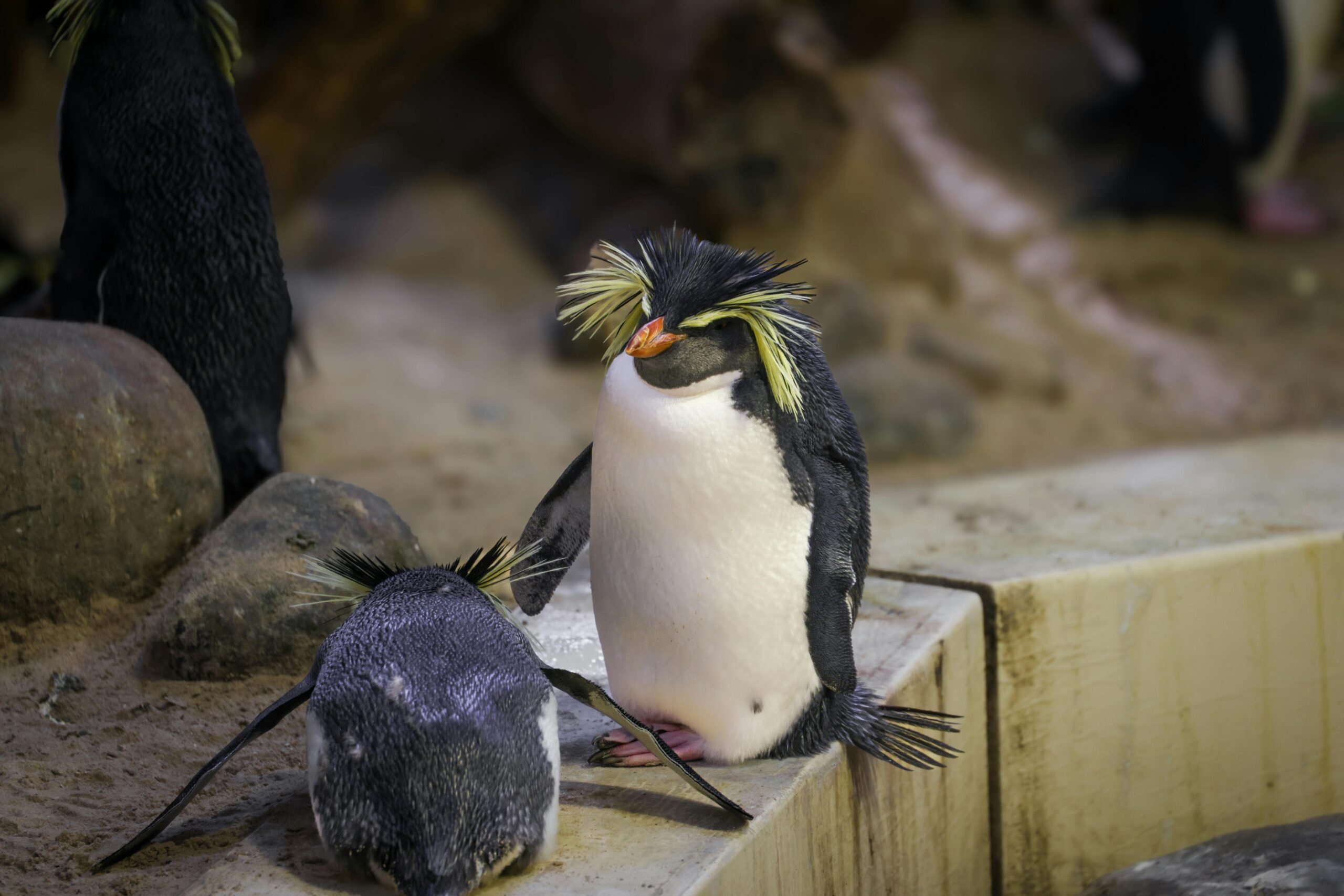 Macaroni Penguin
