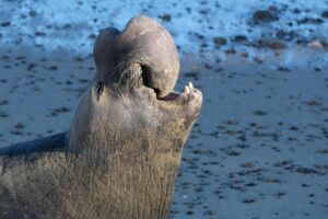 Southern Elephant Sea