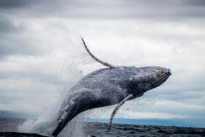 Humpback Whale
