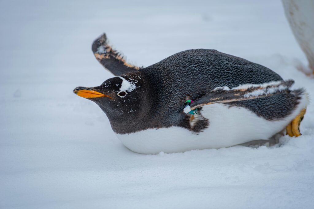 Gentoo Penguin