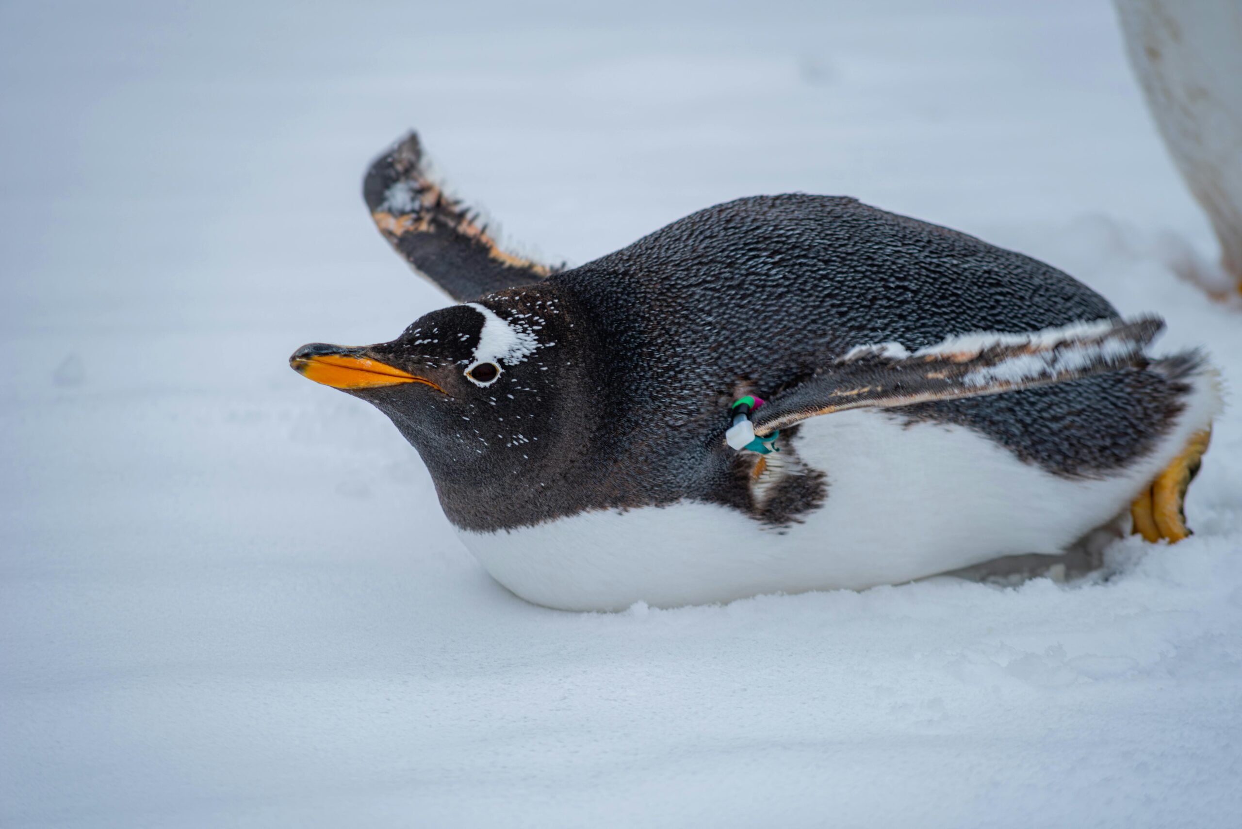 Gentoo Penguin