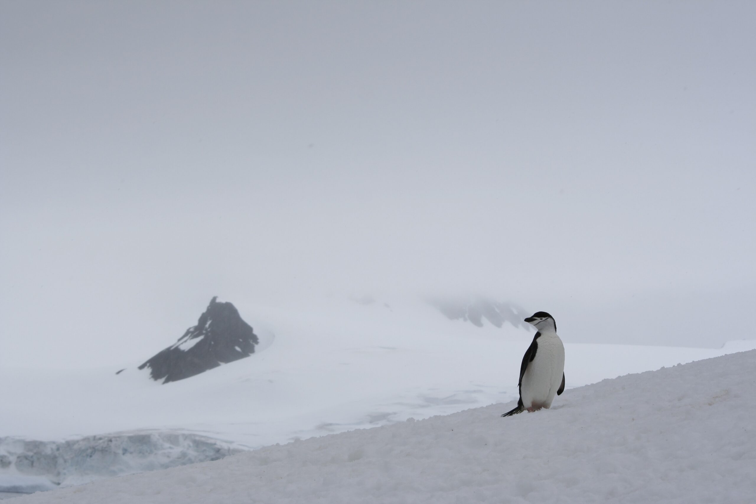 A stunning crescent-shaped home for Chinstrap Penguins.
