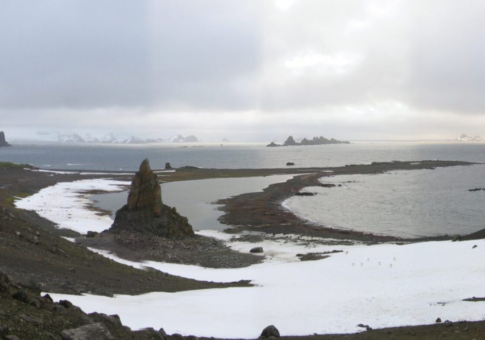 Penguins walking on trails through colorful moss on Aitcho Islands.