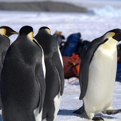 Emperor Penguin